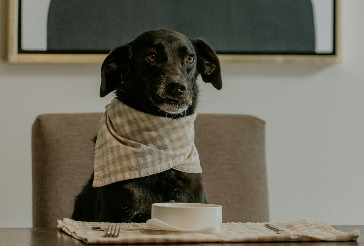 Quante volte al giorno può mangiare il cane?