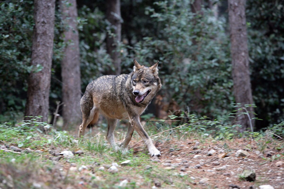 Francia, 37enne aggredita da lupi nel parco zoologico a Thoiry: è gravemente ferita