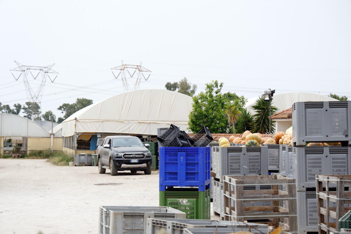 Bracciante morto a Latina, titolare dell'azienda: "Avevo avvisato Satnam di non avvicinarsi al macchinario". I soccorritori raccontano la tragedia