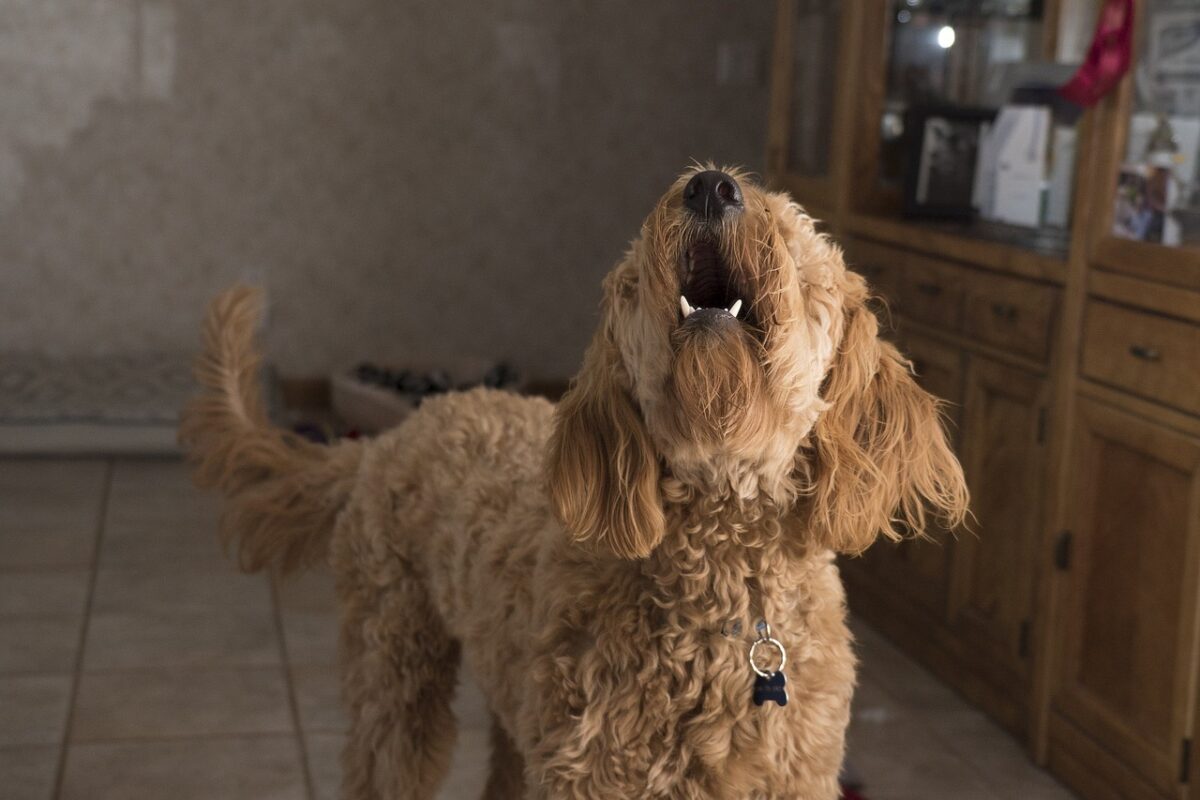 Perché il cane abbaia di continuo? Cause e consigli per farlo smettere