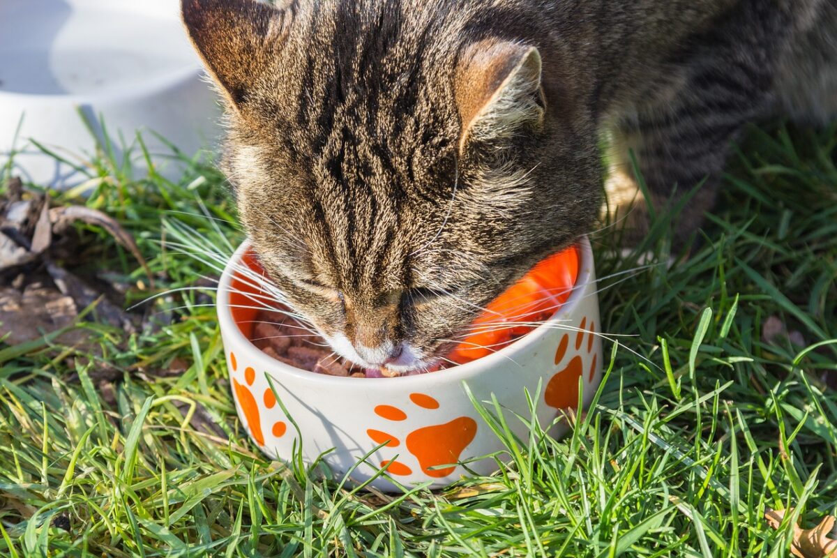 Cosa è meglio far mangiare al gatto d’estate? Come passare a un'alimentazione adatta alle alte temperature