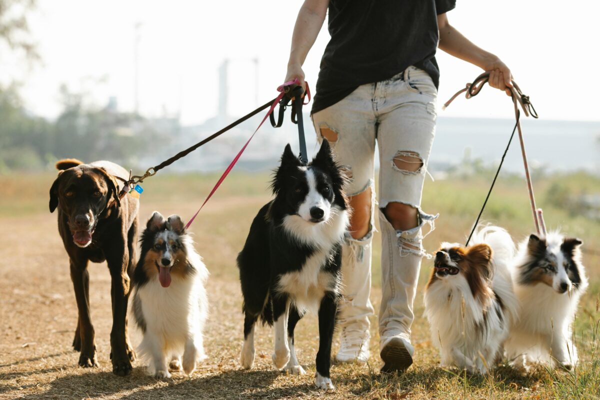 Come scegliere il dog sitter? Quali caratteristiche deve avere e quanto tempo affidargli il cane