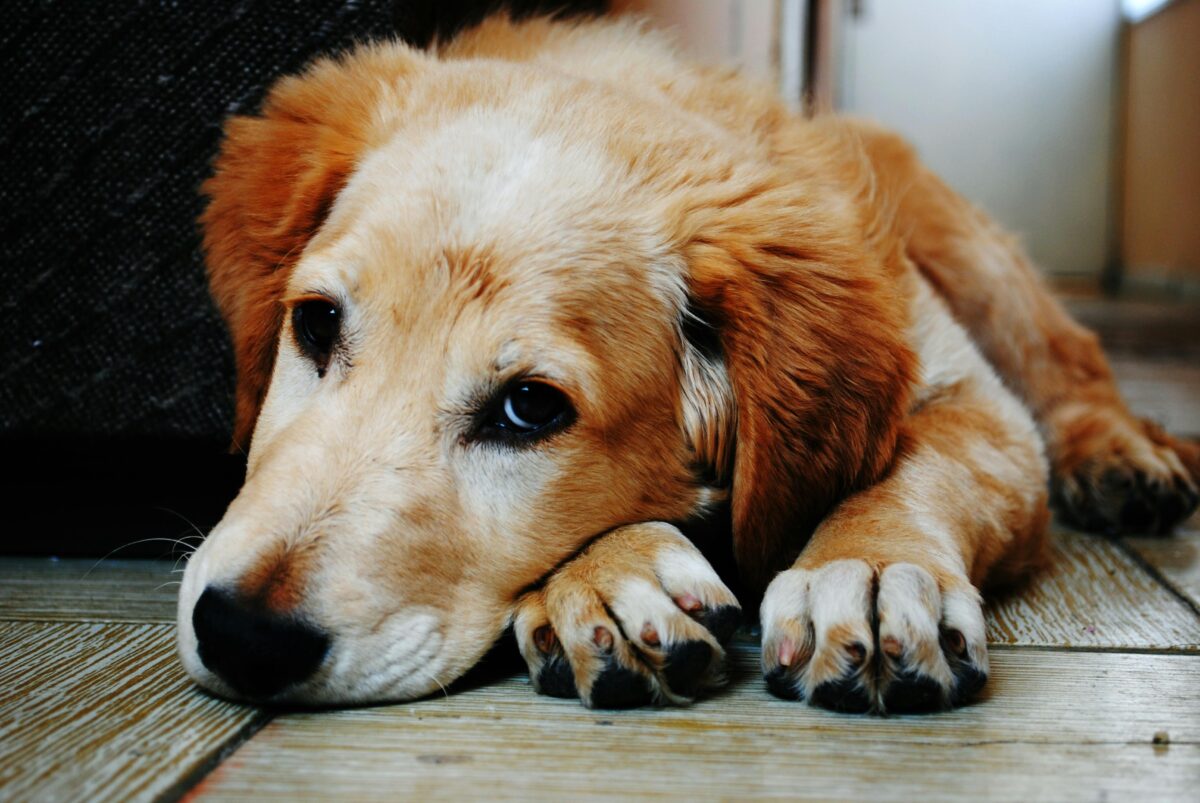 Cosa dare a un cane che vomita? Consigli per farlo stare bene in fretta