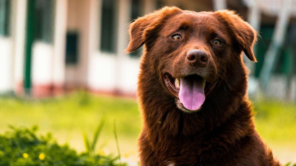 Quali sono i sintomi da colpo di calore nel cane? Come intervenire e quali sono le situazioni rischiose