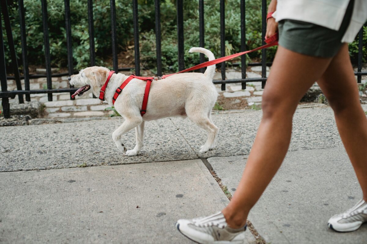 Dove non possono fare i bisogni i cani? Cosa dice la legge