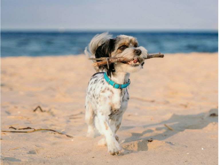 La sabbia è nociva per il cane? A cosa fare attenzione in riva al mare con Fido