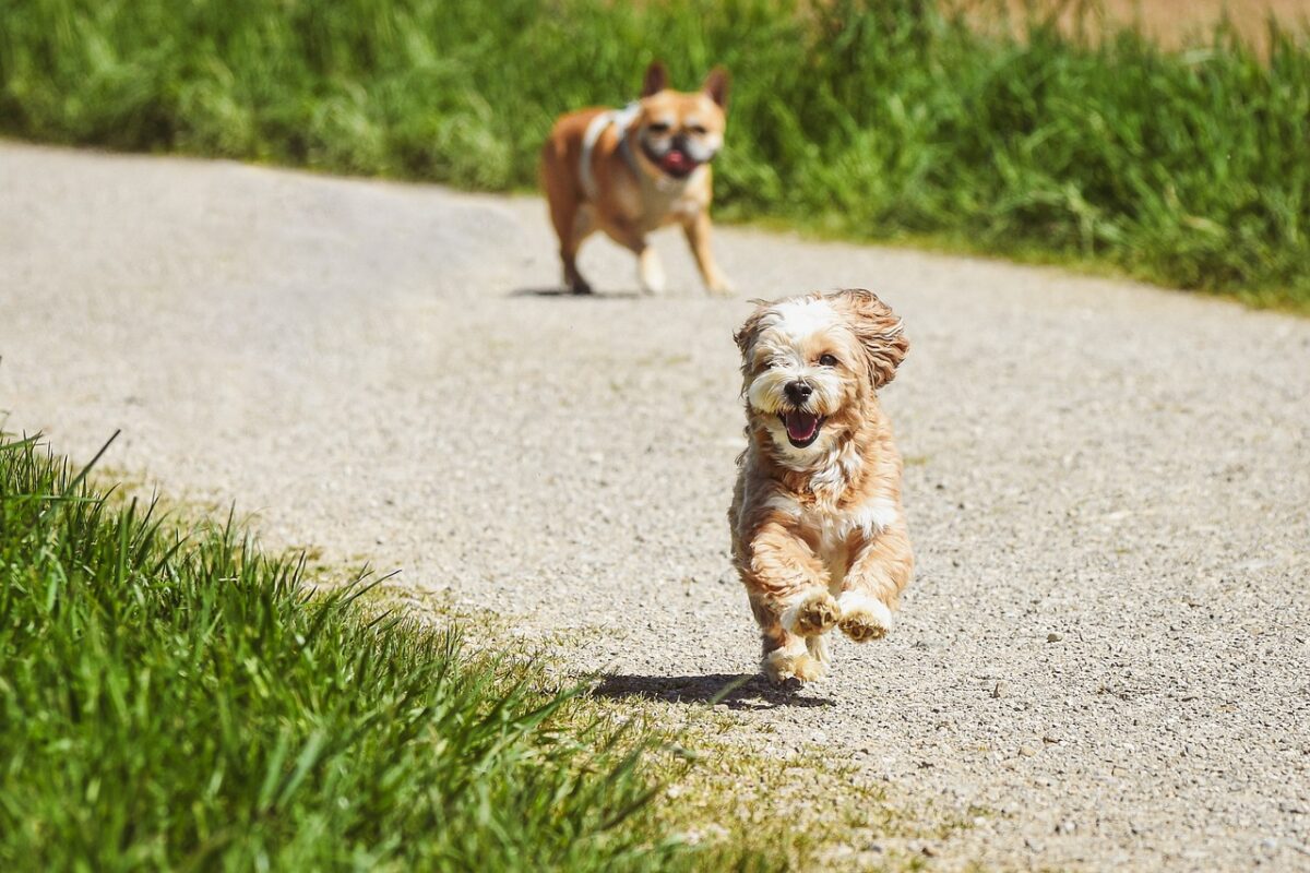 Cani abbandonati per strada: chi chiamare dopo avvistamento e sanzioni