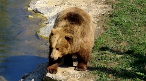 Orsa uccisa in Trentino, perché Kj1 è stata abbattuta?