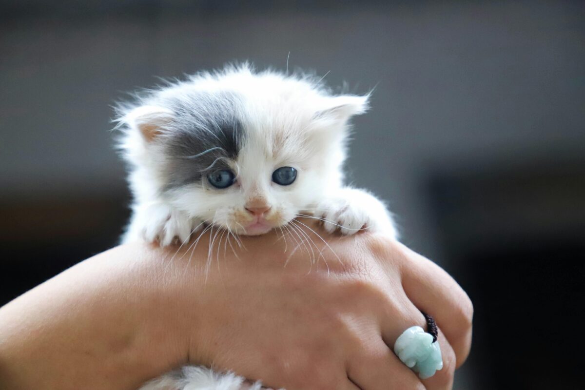 Come allevare un gattino? Consigli per far crescere bene un cucciolo