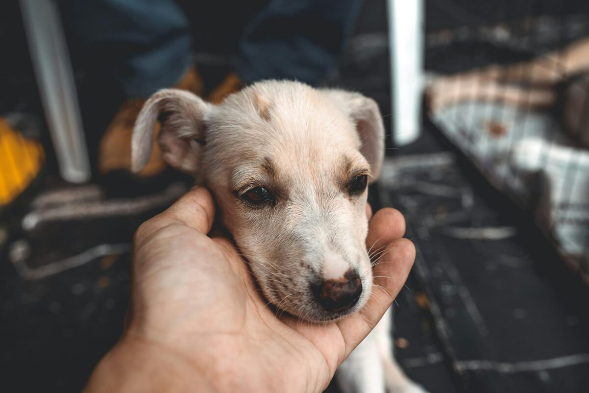 Cosa fare per adottare un cane al canile: procedura e consigli per la scelta