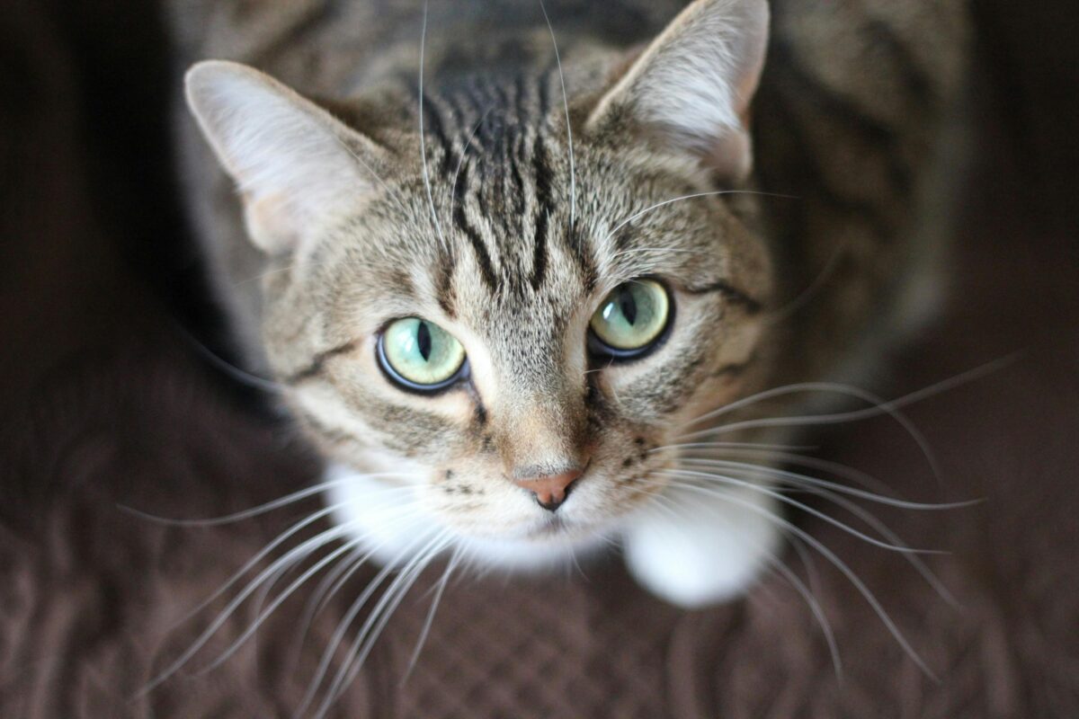 Come insegnare al gatto a usare la lettiera