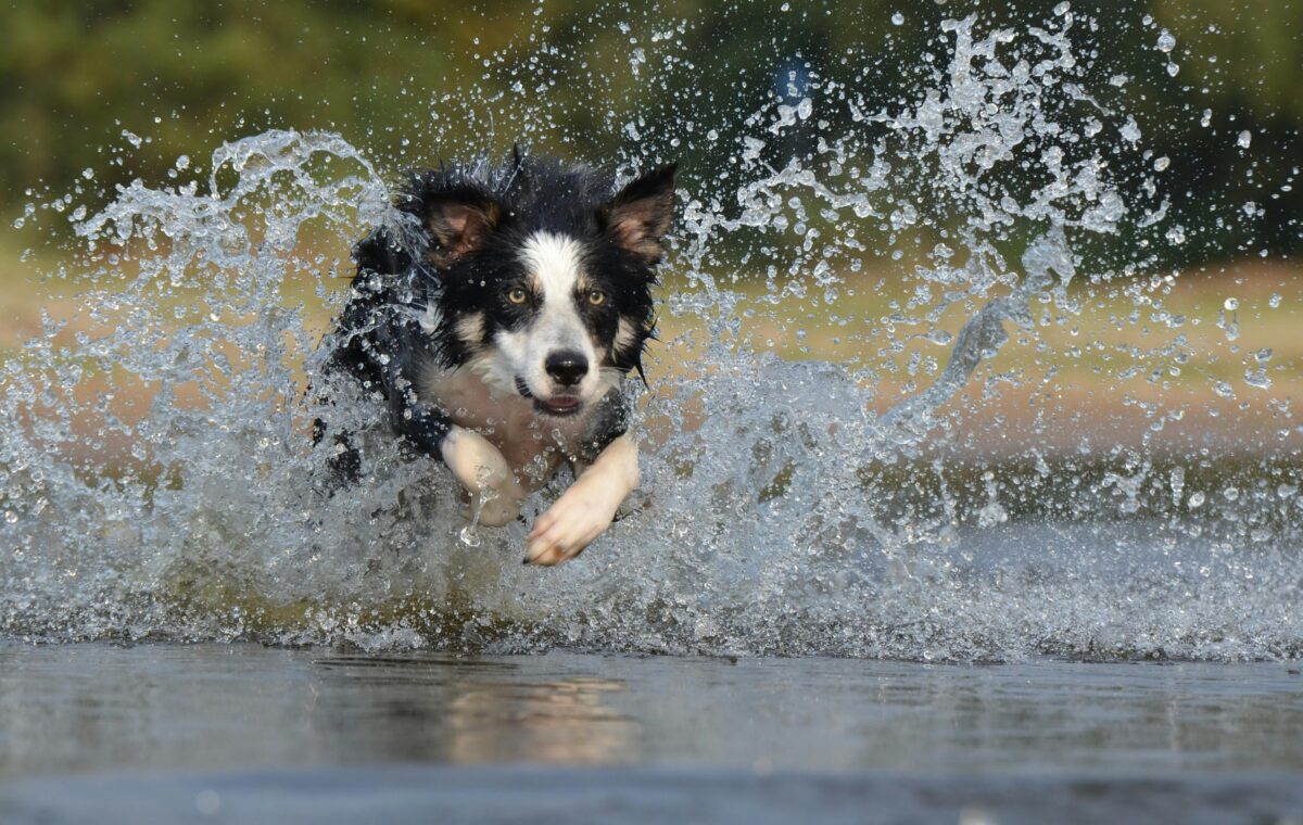 Intossicazione da acqua nel cane: cos’è, sintomi e cosa fare