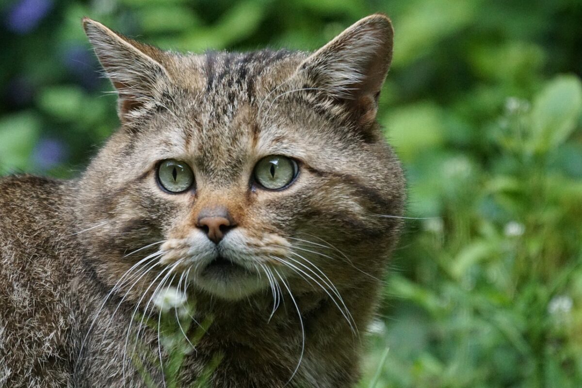 Cosa si intende per Felis catus? Ecco quante tipologie di gatti esistono e perché sono, da sempre, venerati