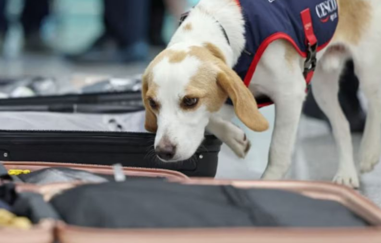 Olimpiadi Parigi 2024, timore per l'arrivo delle cimici da letto in Corea del Sud: l'aeroporto di Seul usa un cane per individuare i parassiti | VIDEO