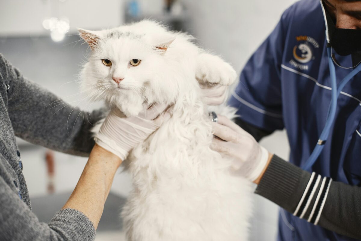 Cosa succede a un gatto dopo la sterilizzazione?