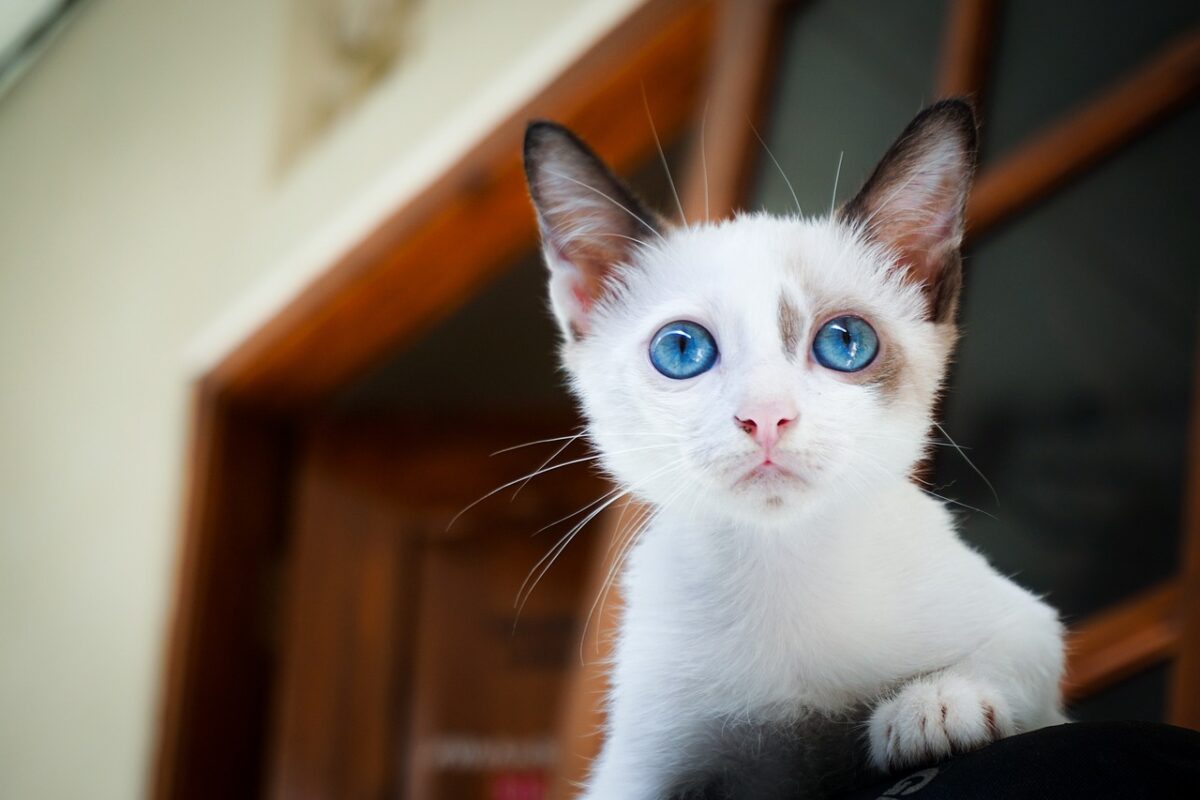 Quali sono le razze di gatti con gli occhi azzurri?