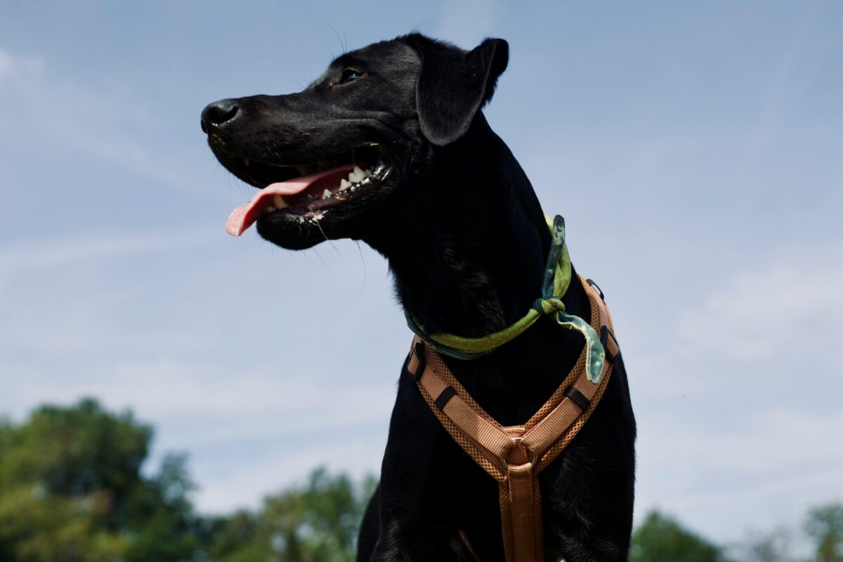 Anagrafe canina: quando registrare il proprio cane