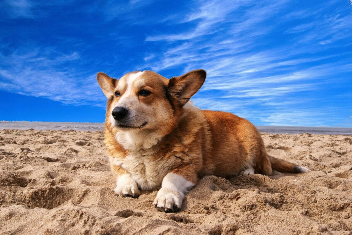 La sabbia fa male al cane? Come preservare la salute di Fido in spiaggia