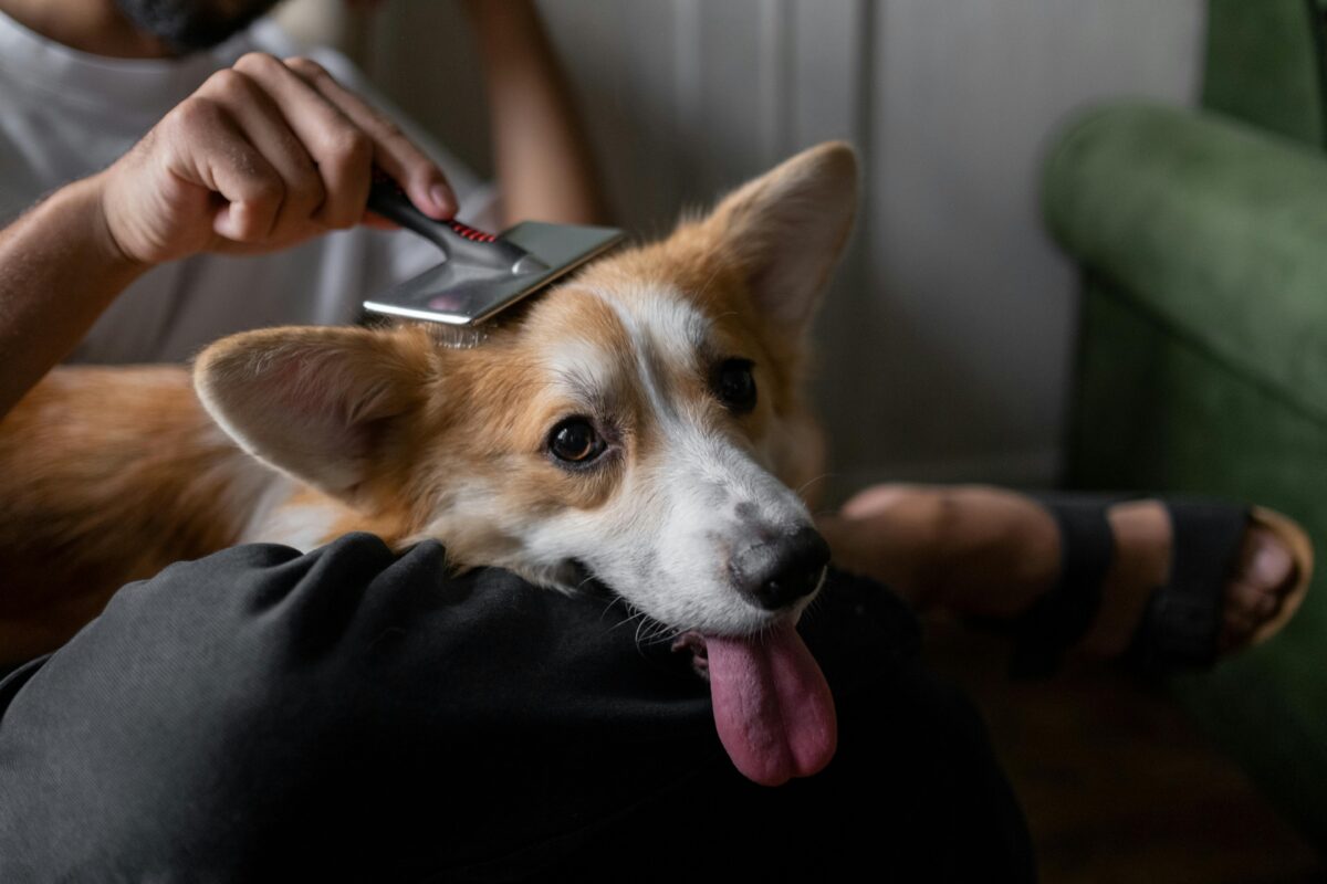 Qual è la miglior spazzola per cane? Come prendersi cura del pelo di Fido