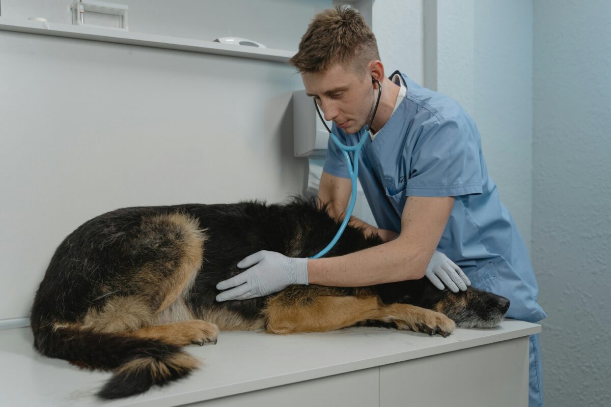 Quando devo portare il mio cane dal veterinario?