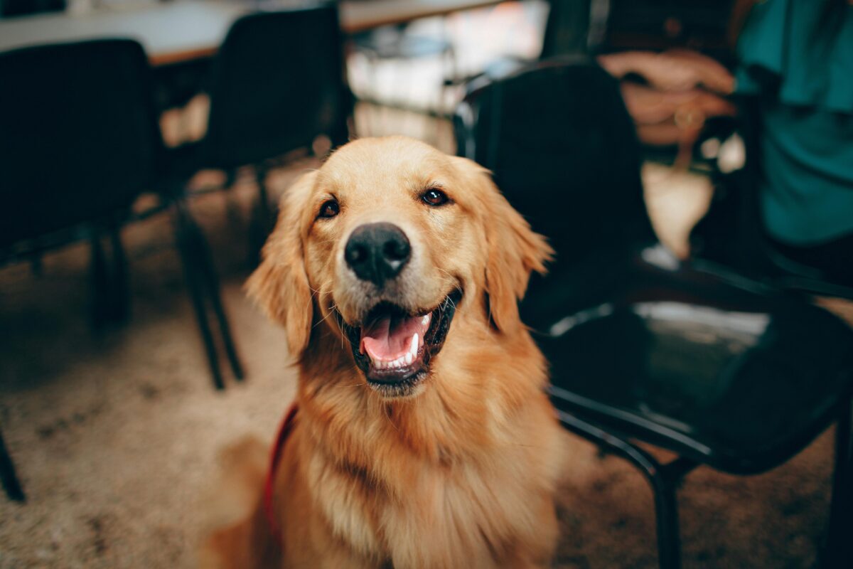 A cosa serve il libretto sanitario del cane? Ecco come ottenerlo