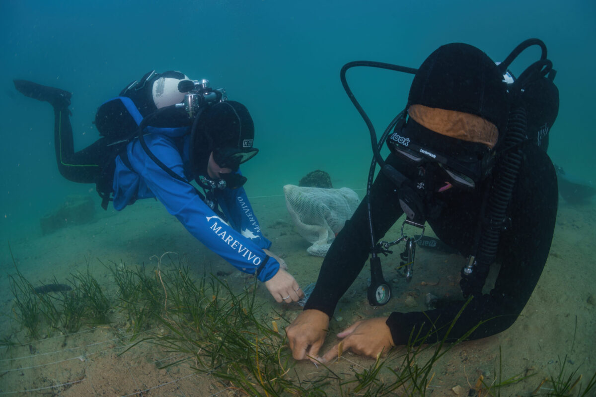 Trapianto sperimentale di Cymodocea nodosa: i vantaggi del progetto ecosostenibile di Terna