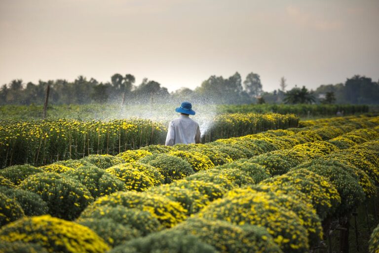 Bonus agricoltura 2024, domande fino al 30 settembre: ecco cosa sapere sull’incentivo per uomini e donne