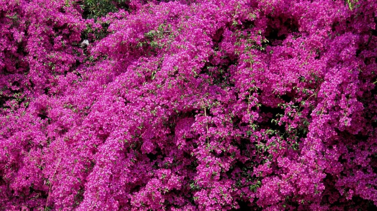 Chi ha inventato il color porpora? Ecco perché è il colore della ricchezza, del potere e dei sacerdoti