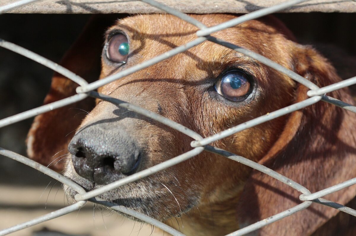 Turchia, l'eutanasia per i cani randagi è una strage di animali? Non si ferma il dibattito. Nuove proteste a Istanbul | VIDEO