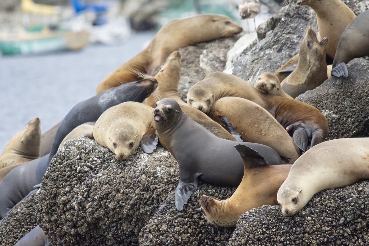 Dove vedere i leoni marini in California? Le tappe da sogno