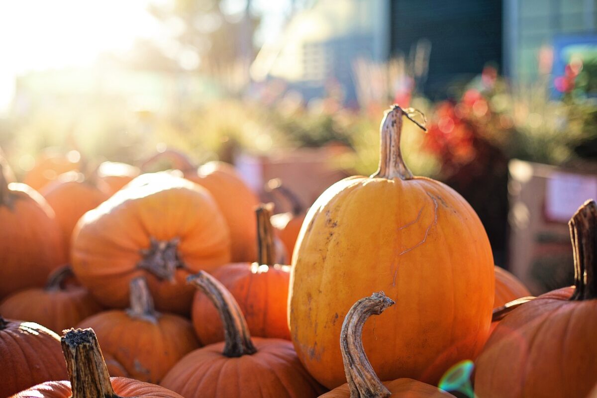 Cuneo, Fiera della Zucca di Piozzo 2024: date, orari, biglietti e programma