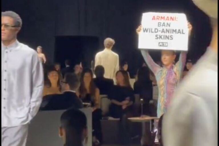 Giorgio Armani: animalista insanguinato si intrufola durante una sua sfilata a New York | VIDEO