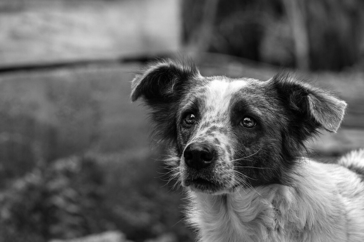 Duello sul forno crematorio per animali da compagnia