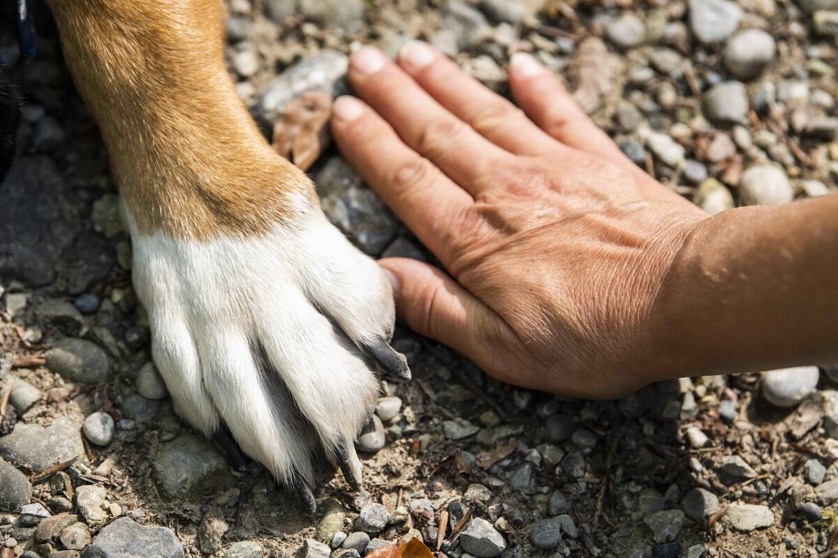 I detenuti cureranno i cuccioli della scuola cani guida per ciechi